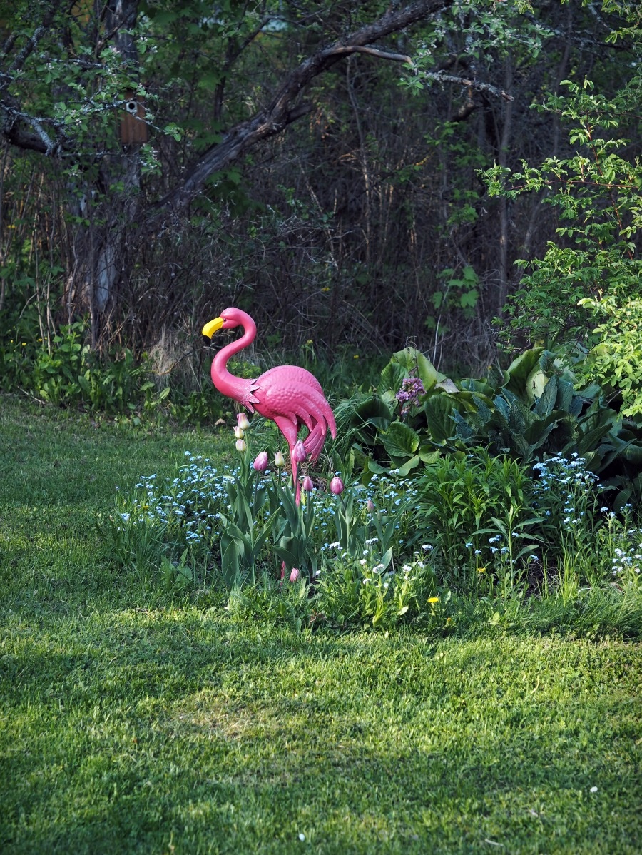 Flamingo Akaassa?!